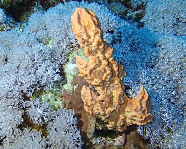 Acanthella aurantiaca, Glatter Riffschwamm
